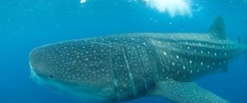 Whale Shark Adventure 7 days (Mexico)