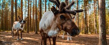 Visit Lappish Reindeer Farm In The Summer (Finland)