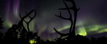 Small-group Night Of Reindeer And Northern Lights (Finland)