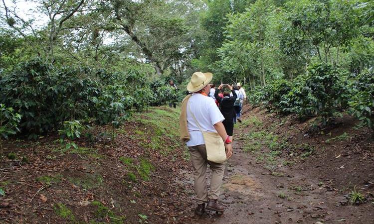 Coffee In Coatepec Tour`s (Mexico)