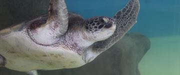 5 Attraction Tour With San Juan De Ulúa And Aquarium (Mexico)