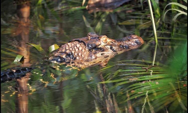 Eco tour: 4 Days Amazon Lodge Cuyabeno Reserve (Ecuador)