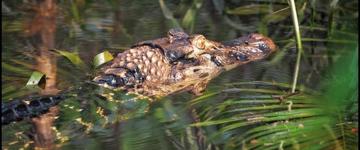 Eco tour: 4 Days Amazon Lodge Cuyabeno Reserve (Ecuador)