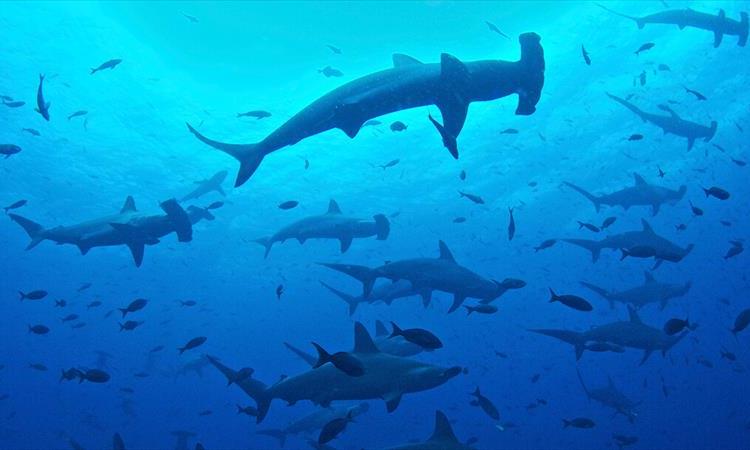 Eco tour: 10 Days Galapagos Island Hopping In Santa Cruz And Isabela (Ecuador)