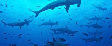 10 Days Galapagos Island Hopping In Santa Cruz And Isabela (Ecuador)