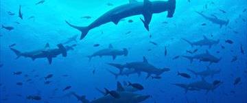 Eco tour: 10 Days Galapagos Island Hopping In Santa Cruz And Isabela (Ecuador)