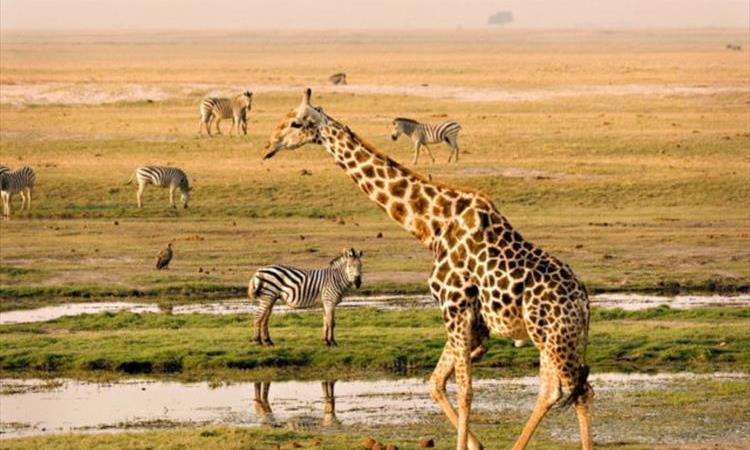 6 Days Etosha, Swakopmund & Sossusvlei (Camping) (Namibia)