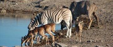 3 Days Etosha Wildlife Safari (camping) (Namibia)