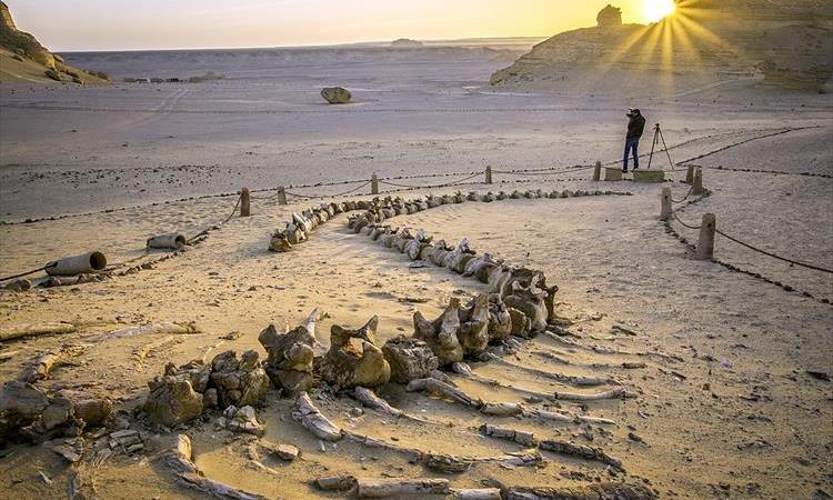 Full Day Fayoum Oasis And Waterfalls Of Wadi El Rayan Tour From Cairo (Egypt)