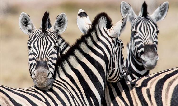 Explore The Northern Circuit | 4 Days (Tanzania)