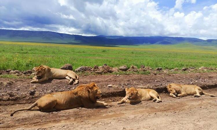 Eco tour: 5 Days Exquisite Tanzania Adventure (Tanzania)