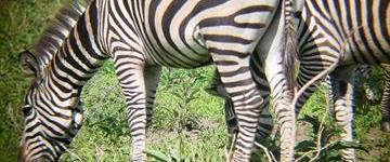 1 Day Tarangire Thrilling Safari (Tanzania)