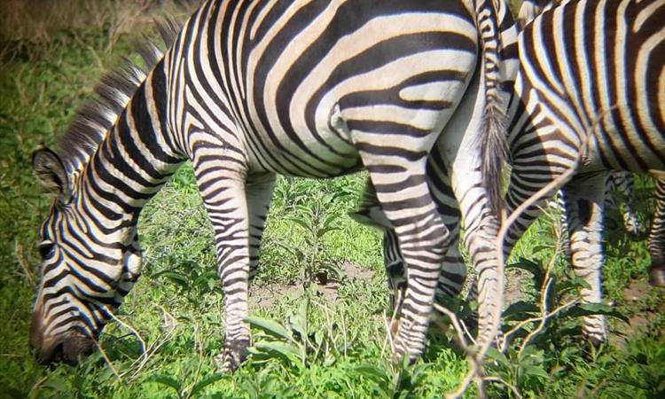 Mkomazi Park Day Safari (Tanzania)