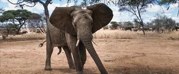 3 Days Thrilling Tanzania Safari (Tanzania)
