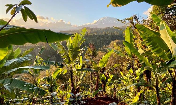 Eco tour: Materuni Waterfalls, Coffee And Cultural Adventure (Tanzania)