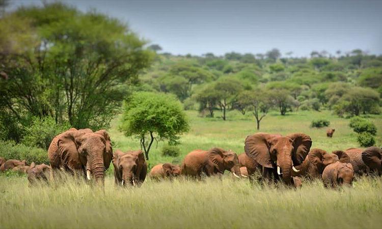 Tarangire, Ngorongoro & Lake Manyara  | 3 Days (Tanzania)