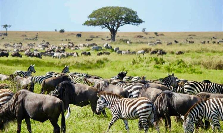 Ngorongoro Alluring Experience (Tanzania)