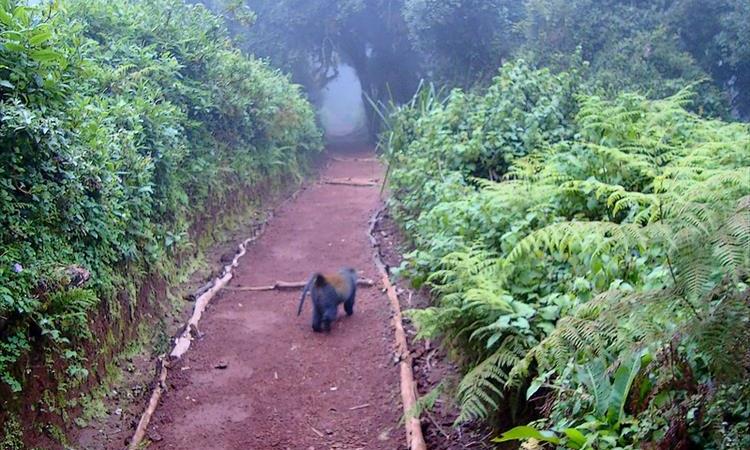 Eco tour: Unforgettable Kilimanjaro Hike (Tanzania)