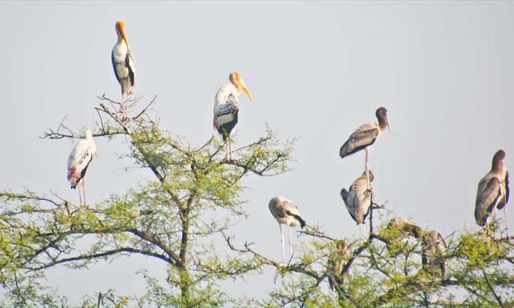 Agra Fatehpur Sikri With Bharatpur Bird Sanctuary Tour (India)
