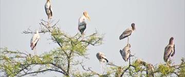 Agra Fatehpur Sikri With Bharatpur Bird Sanctuary Tour (India)