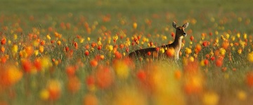 Lake Wenchi and Menagesha Forest Tour (Ethiopia)