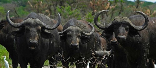 Gambela National Park