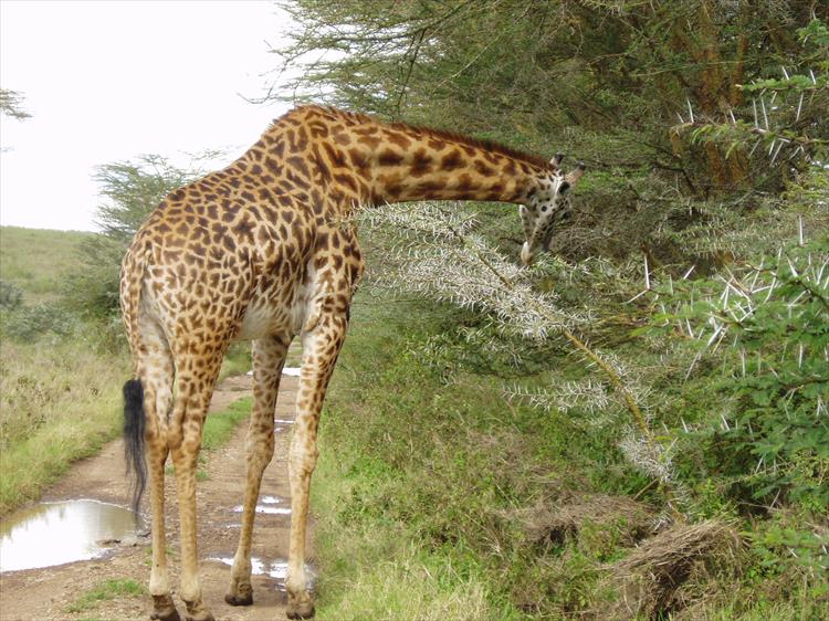 Nairobi National Park, Elephant Orphanage, Giraffe Center And Karen Blixen Museum Tour (Kenya)
