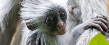 Awash National Park Wildlife Tour (Ethiopia)