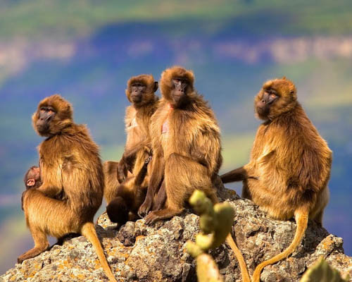 Danakil Depression via Awash NP, Lalibela, Bahir Dar & Semien Mountain Tour (Ethiopia)