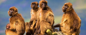 Danakil Depression via Awash NP, Lalibela, Bahir Dar & Semien Mountain Tour (Ethiopia)