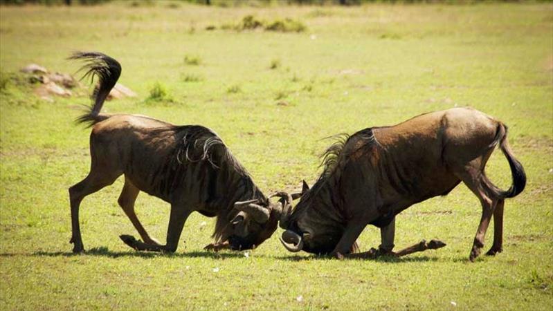 4 Days 3 Nights  Private Epic Adventures in Northern Tanzania (Tanzania)