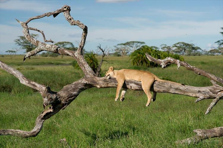 5 Days 4 Nights  Private "See It All" Adventure Tanzania Safari (Tanzania)
