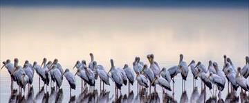 4 Days 3 Nights Private Amazing Tanzania Safari Experience (Tanzania)