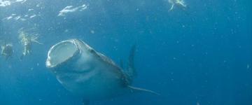 Swim With Whale Sharks (Mexico)