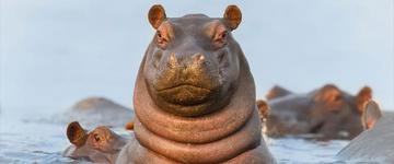 Botswana Safari Tours