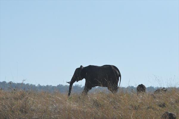 3 Days Masai Mara Safari (Kenya)