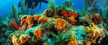 Two Tank Dive in Cancun (Mexico)
