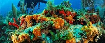 Two Tank Dive in Cancun (Mexico)