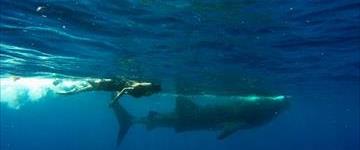 Whale Shark Tour Cancun (Mexico)