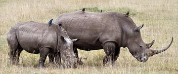 7 Day Wildlife Galore Tanzania Camping Safari (Tanzania)