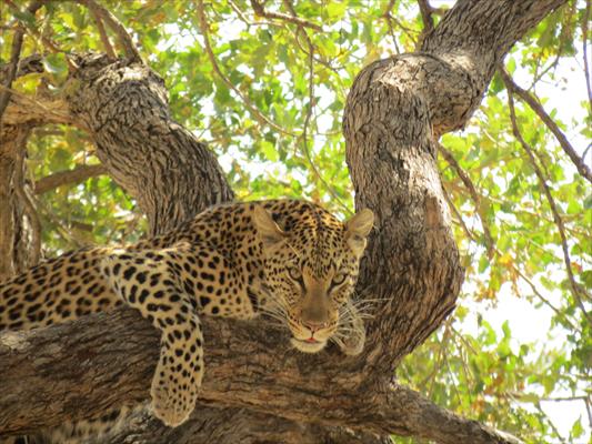 5 Days Big Five Safari in Okavango Delta (Botswana)