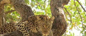 5 Days Big Five Safari in Okavango Delta (Botswana)