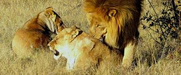 6 Days Fully Catered Mobile Safari (Botswana)