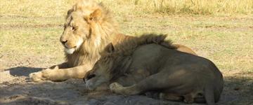 3 Days Central Kalahari Game Reserve Mobile Safari (Botswana)