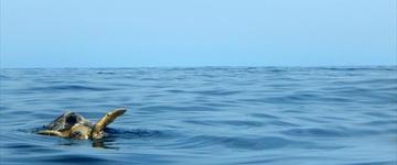 Private Marine Turtle Tour From Cancun (Mexico)