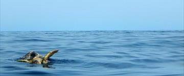 Private Marine Turtle Tour From Cancun (Mexico)