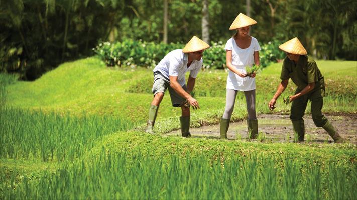 Working at the ricefield in Bali, Indonesia