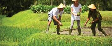 Experience Traditional Bali Farming (Indonesia)