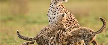 Tanzania Wildlife Safari (Tanzania)
