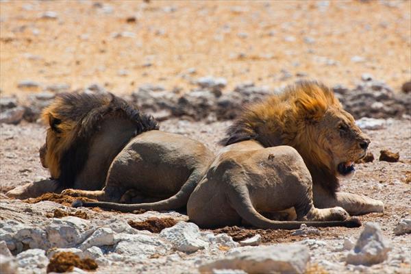 Wildlife & Sea Breeze Safari (Namibia)